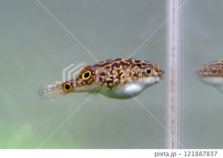 ハチノジフグ 121887837