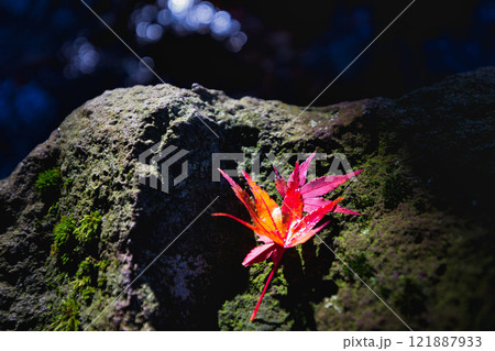 紅葉のある紫式部公園 121887933
