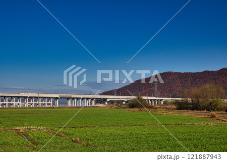 紅葉のある紫式部公園 121887943