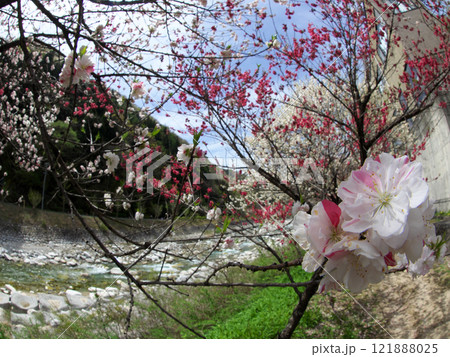 小川に咲く花桃 121888025
