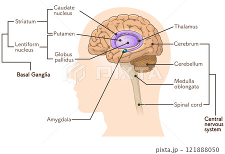 brain、basal ganglia、illustration 121888050