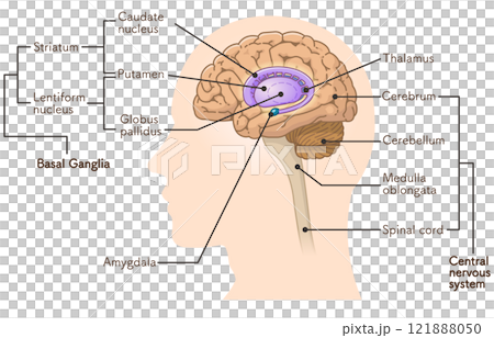 brain、basal ganglia、illustration 121888050