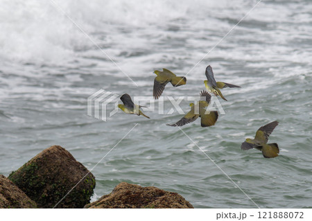 海岸を背景に飛翔するアオバトの群れ 海岸を背景に飛翔するアオバトの群れ 121888072