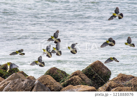 磯に降り立ってきたアオバトの群れ 磯に降り立ってきたアオバトの群れ 121888076