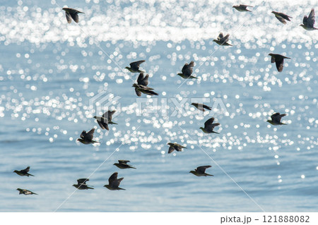 海を背景に飛翔するアオバトの群れ 海を背景に飛翔するアオバトの群れ 121888082