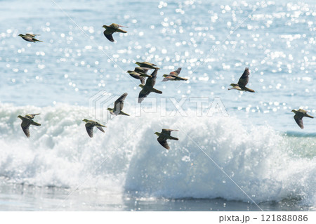 海を背景に飛翔するアオバトの群れ 海を背景に飛翔するアオバトの群れ 121888086