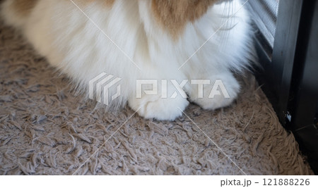Close up of cute fluffy cat paws. Paws absorb sound and shock. 121888226