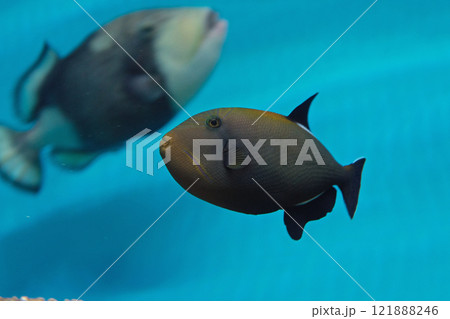 インディアントリガーフィッシュ インディアントリガーフィッシュ 121888246