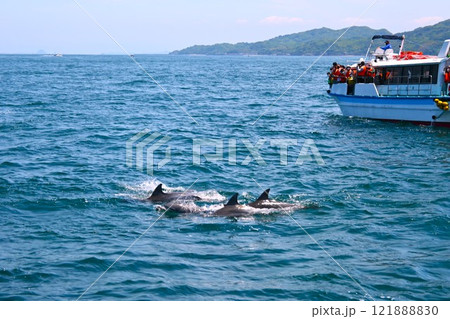 天草灘のイルカウォッチング 天草灘のイルカウォッチング 121888830