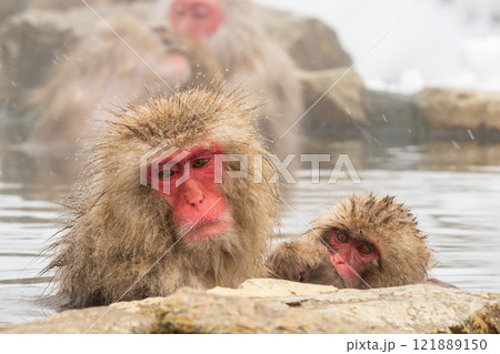 スノーモンキー（地獄谷野猿公苑） 121889150