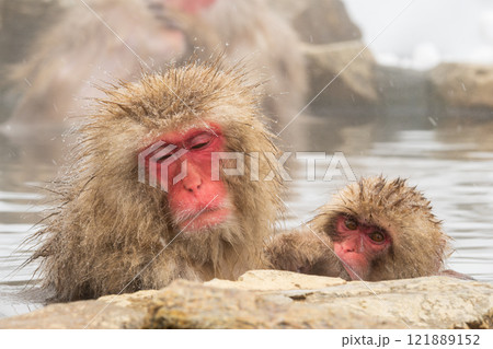 スノーモンキー（地獄谷野猿公苑） 121889152