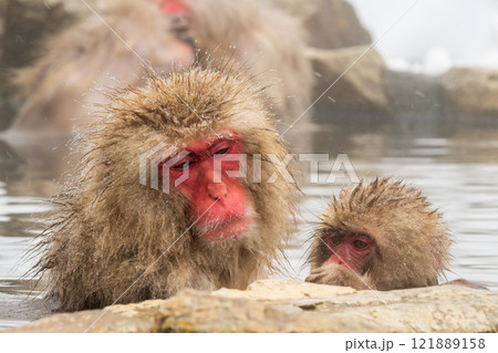 スノーモンキー（地獄谷野猿公苑） 121889158