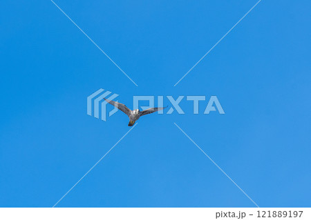 大空を背景に飛翔するハヤブサの若鳥 121889197