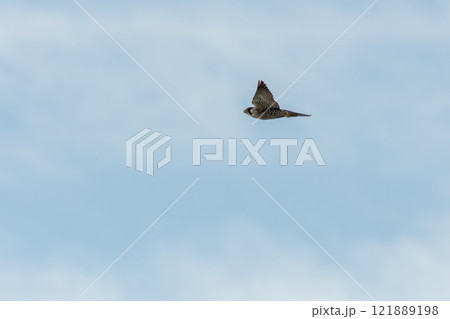 大空を背景に飛翔するハヤブサの若鳥 大空を背景に飛翔するハヤブサの若鳥 121889198