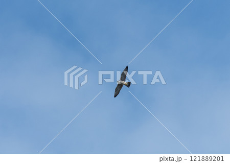 大空を背景に飛翔するハヤブサの若鳥 大空を背景に飛翔するハヤブサの若鳥 121889201