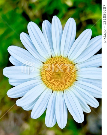 花 花 121889287