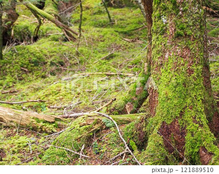 苔の生えた木 121889510