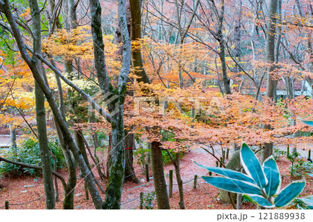 神戸市の有馬温泉の瑞宝寺公園の遅い紅葉 神戸市の有馬温泉の瑞宝寺公園の遅い紅葉 121889938