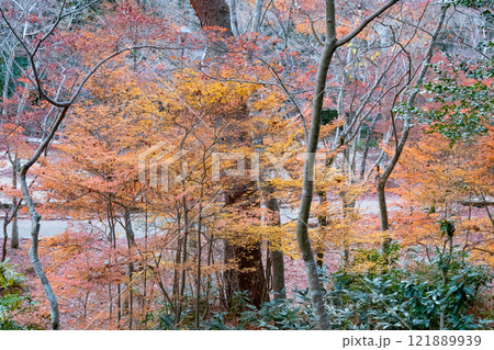 神戸市の有馬温泉の瑞宝寺公園の遅い紅葉 121889939