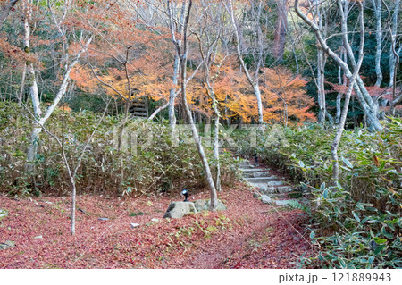 神戸市の有馬温泉の瑞宝寺公園の遅い紅葉 神戸市の有馬温泉の瑞宝寺公園の遅い紅葉 121889943