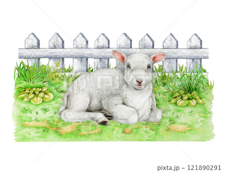 Small lamb laying on the grass against wooden fence background. Small baby sheep vintage style realistic illustration. Perfect for farm themed designs, Easter decor and countryside inspired projects Small lamb laying on the grass against wooden fence background. Small baby sheep vintage style realistic illustration. Perfect for farm themed designs, Easter decor and countryside inspired projects 121890291