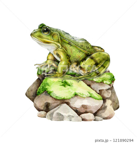 Cute realistic green frog on a mossy stone side view illustration in vintage style on white background. Ideal for nature designs, wildlife themes, wildlife design decor, kids projects Cute realistic green frog on a mossy stone side view illustration in vintage style on white background. Ideal for nature designs, wildlife themes, wildlife design decor, kids projects 121890294