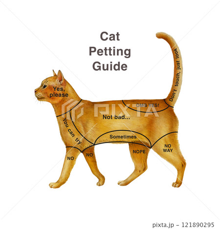 Cat petting guide hand drawn illustration on white background. Feline Petting Chart should to get through giving a cat love and care. Illustrated study funny chart on how to pet a cat correctly 121890295