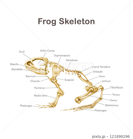 Frog skeleton with bone names realistic hand drawn detailed illustration. Amphibia inner anatomy structure for zoology study. Anatomy of a frog with detailed bones science image on white background 121890296