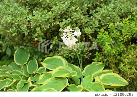 ギボウシの花 ギボウシの花 121890298