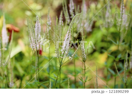 爽やか　ベロニカストラム　バージニカムの花 121890299