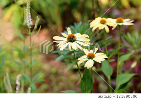エキナセアの花 グリーンジュエル エキナセアの花 グリーンジュエル 121890300
