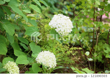 爽やか　アナベルの花 121890303
