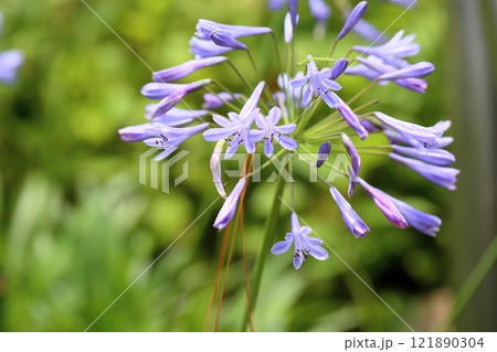 涼感　アガパンサスの花 121890304