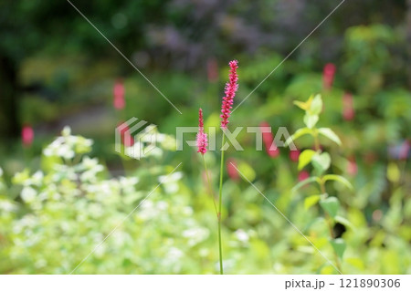 鮮やか ペルシカリアの花 鮮やか ペルシカリアの花 121890306