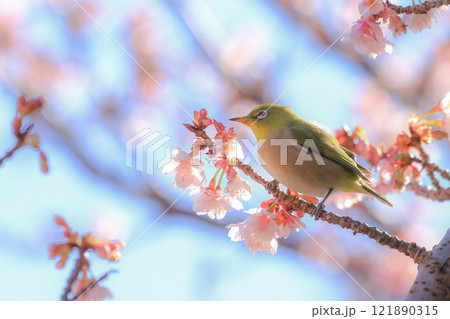 桜とメジロ 桜とメジロ 121890315
