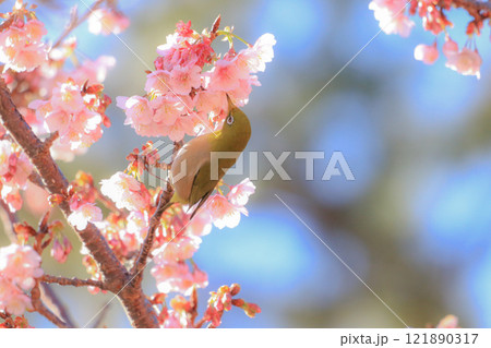 桜とメジロ 121890317