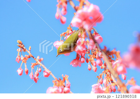 桜とメジロ 桜とメジロ 121890318