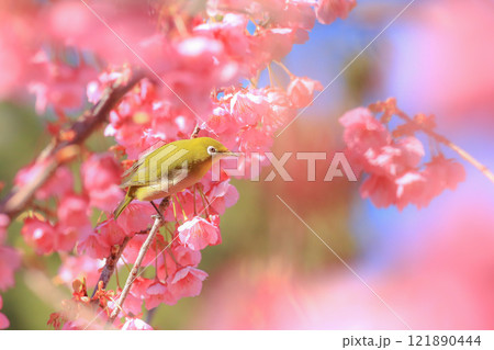 桜とメジロ 桜とメジロ 121890444