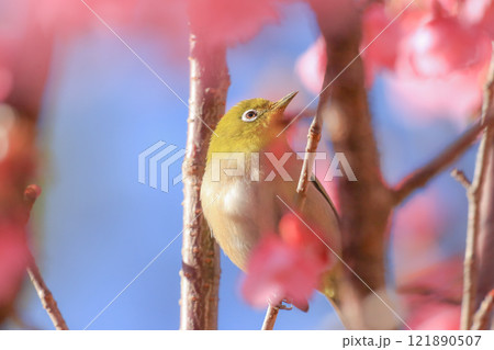 桜とメジロ 121890507