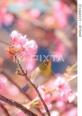 桜とメジロ 121890512