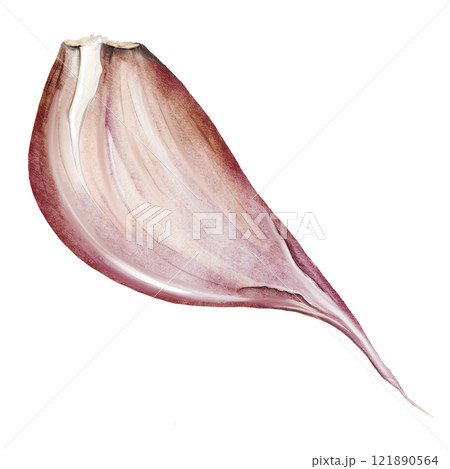 Garlic watercolor. Hand drawn garlic clove on isolated white background. Clip art of natural spice. Ideal for restaurant menus, recipe books and culinary blog design Garlic watercolor. Hand drawn garlic clove on isolated white background. Clip art of natural spice. Ideal for restaurant menus, recipe books and culinary blog design 121890564