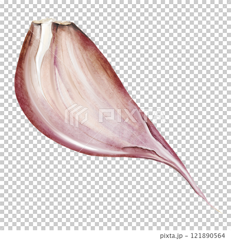 Garlic watercolor. Hand drawn garlic clove on isolated white background. Clip art of natural spice. Ideal for restaurant menus, recipe books and culinary blog design Garlic watercolor. Hand drawn garlic clove on isolated white background. Clip art of natural spice. Ideal for restaurant menus, recipe books and culinary blog design 121890564