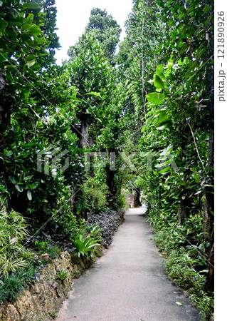 沖縄 備瀬のフクギ並木 沖縄 備瀬のフクギ並木 121890926