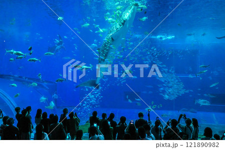 沖縄　美ら海水族館とジンベイザメ 121890982