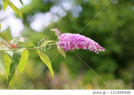 可愛い　ブッドレアの花 121890996