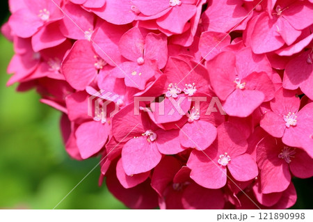 アジサイの真花 綺麗 アジサイの真花 綺麗 121890998