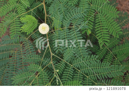 ギンネムの葉と白い花 121891078