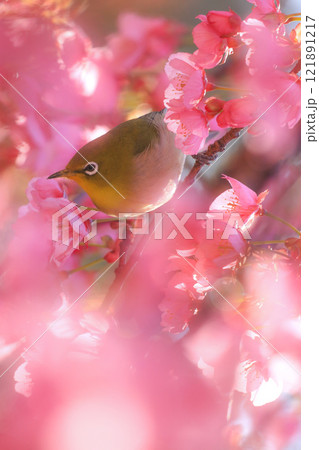 桜とメジロ 桜とメジロ 121891217