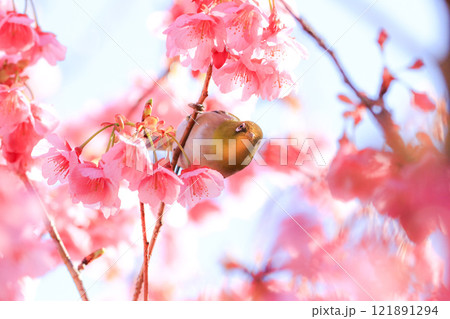 桜とメジロ 桜とメジロ 121891294