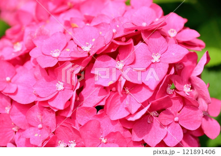 アジサイの真花　満開　綺麗 121891406